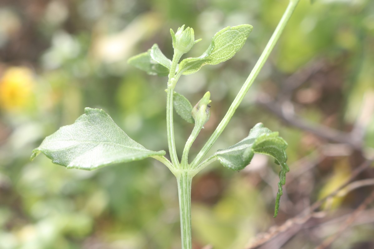 Wollastonia biflora (L.) DC.